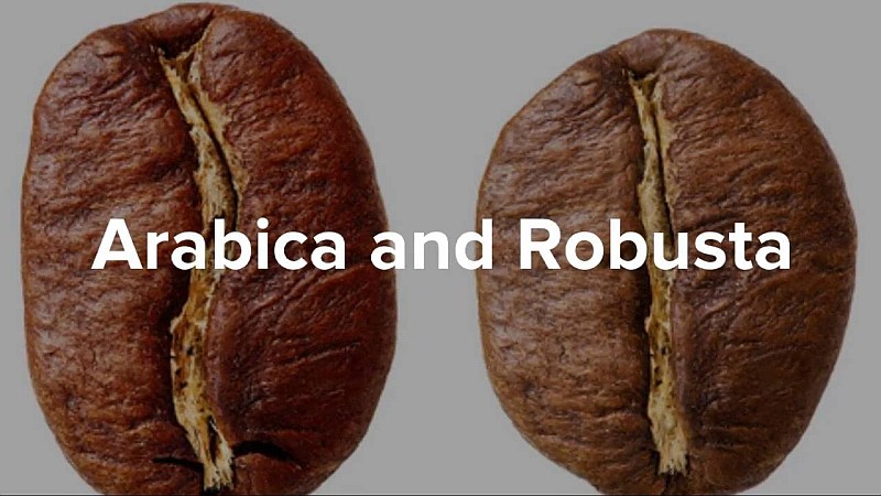 investire-caffe-arabica-robusta