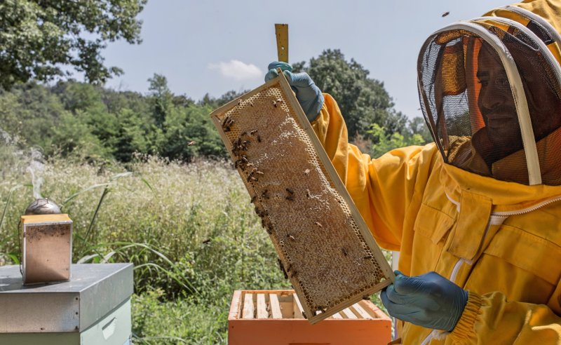 idee-per-come-guadagnare-con-un-terreno-apicoltura