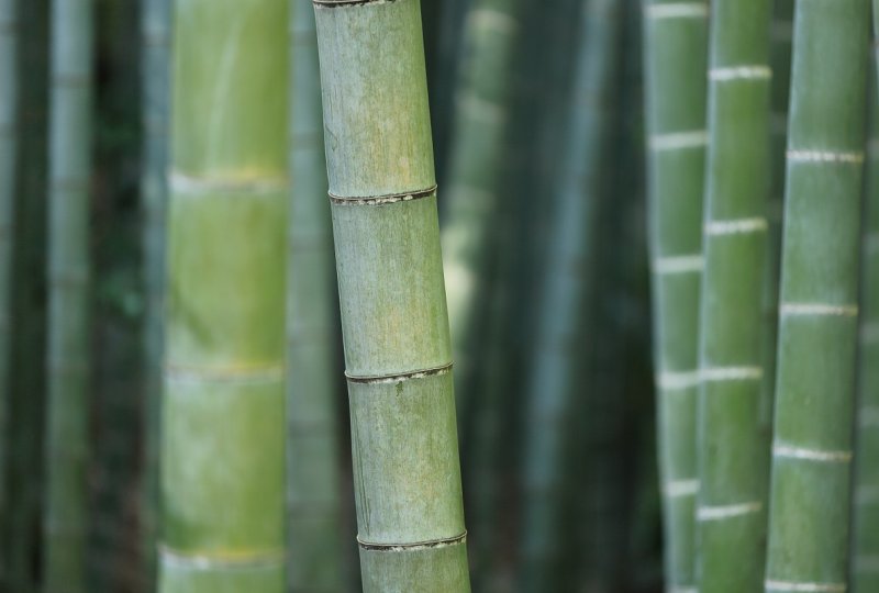 idee-per-come-guadagnare-con-un-terreno-bambu