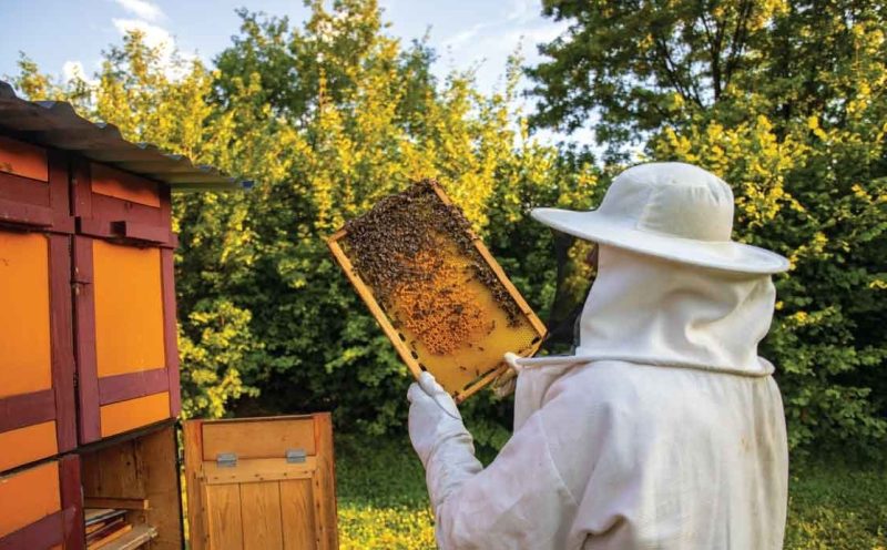 idee-per-guadagnare-dal-tuo-terreno-apicoltura