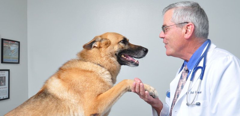 avviare-clinica-veterinaria