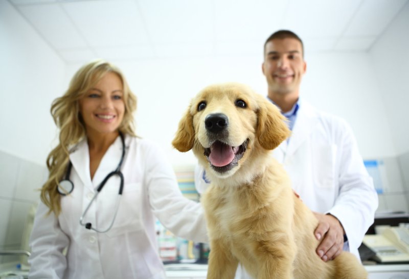 come-aprire-clinica-veterinaria